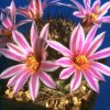 Mammillaria_blossfeldiana